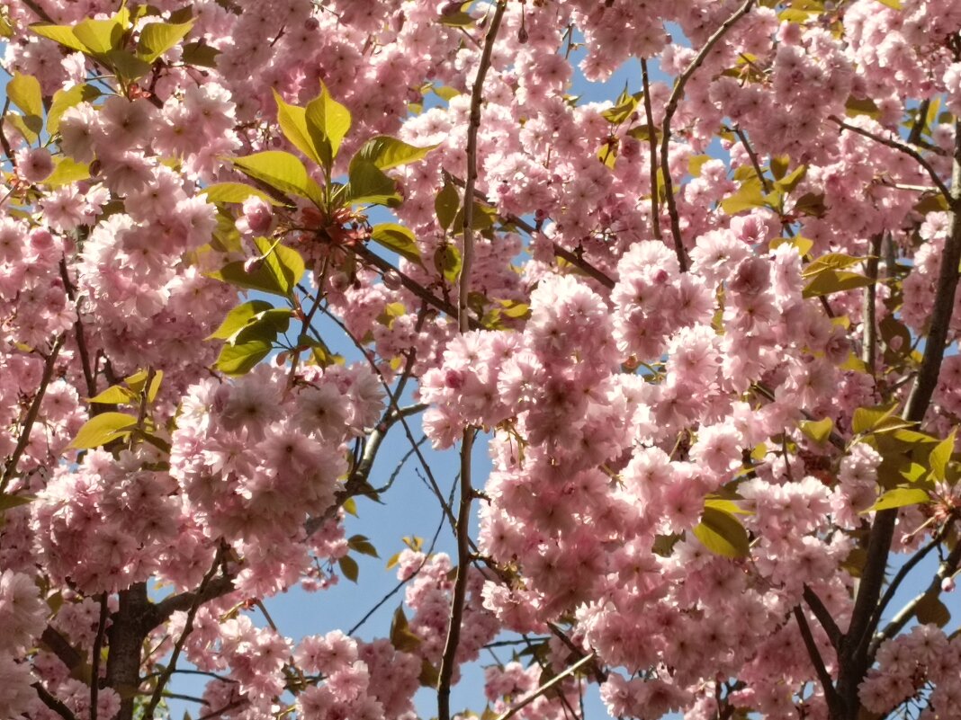 Сакура - Митя Дмитрий Митя