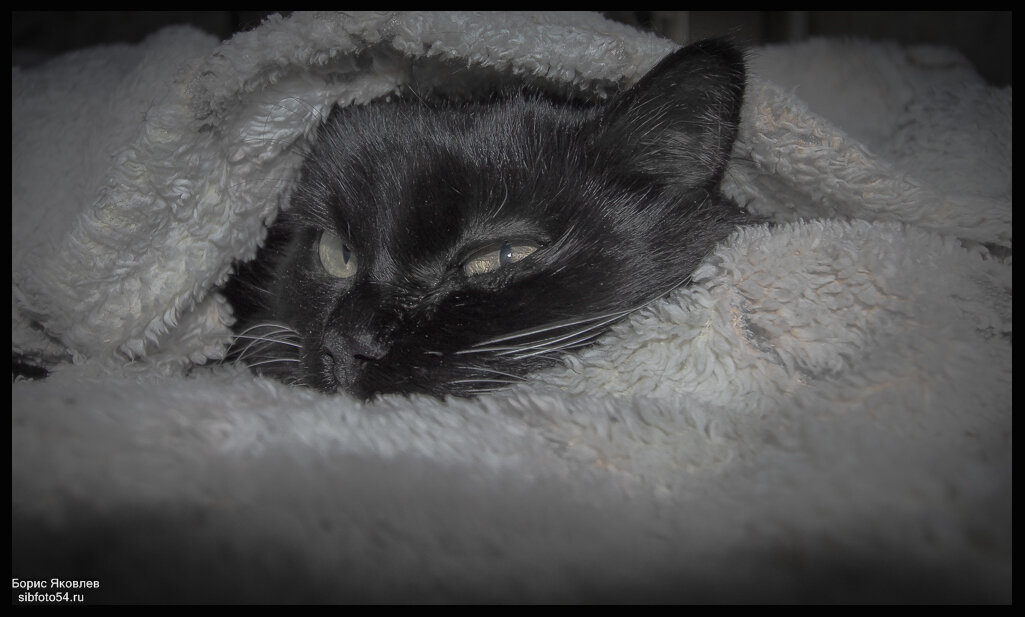 Осторожно! Я здесь сплю! - Борис Яковлев