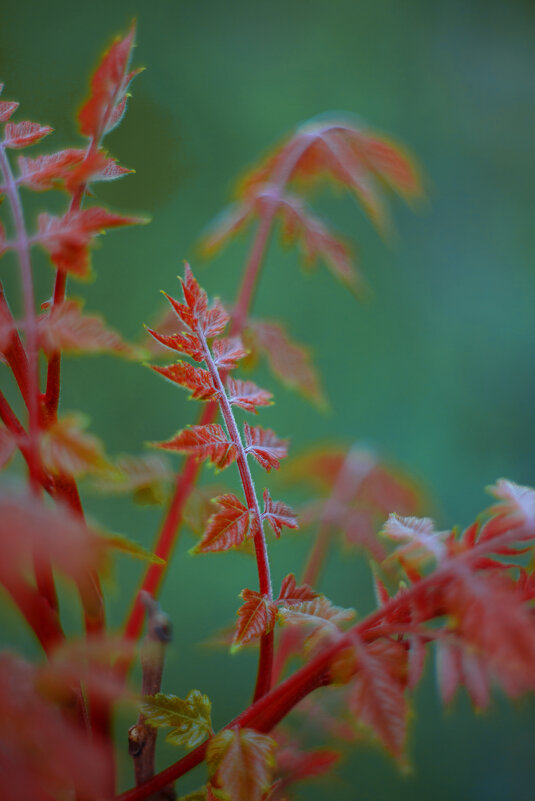 *** - Яна Горбунова