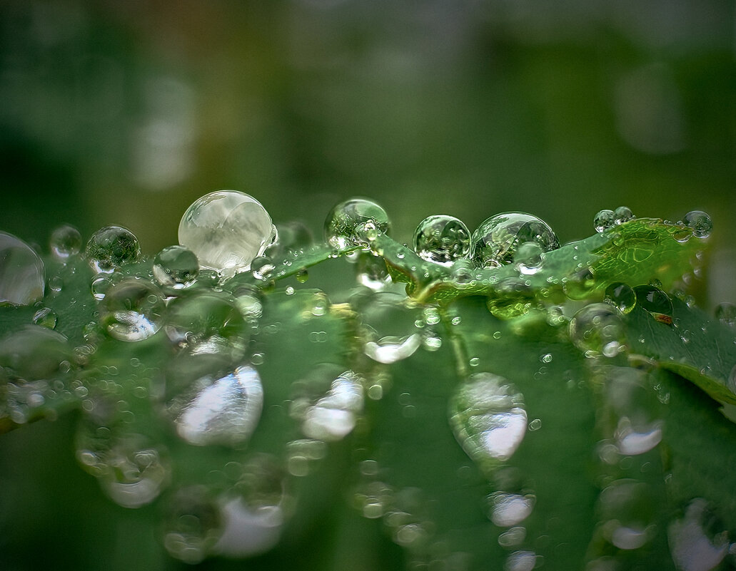 мир вокруг нас - Sergey Gorelov