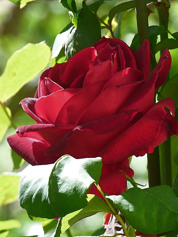 КРАСАВИЦЫ-РОЗЫ НА МОЁМ УЧАСТКЕ (2) - Елена Куприянова 