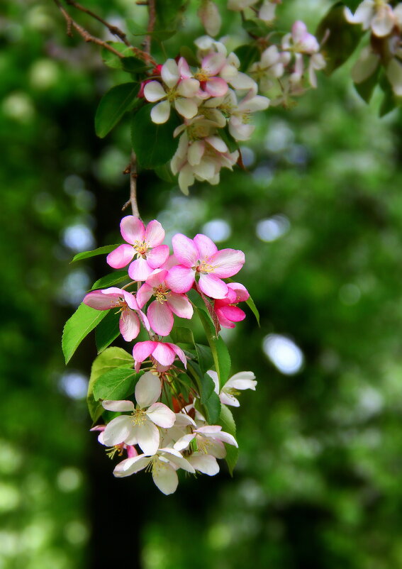 ** - Vlad Сергиевич