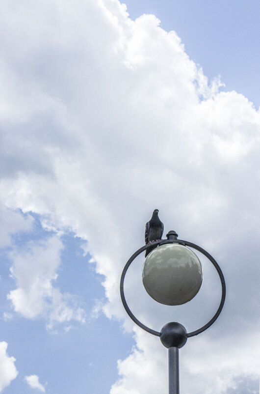 Голубь & майское небо - Коля Лукашов