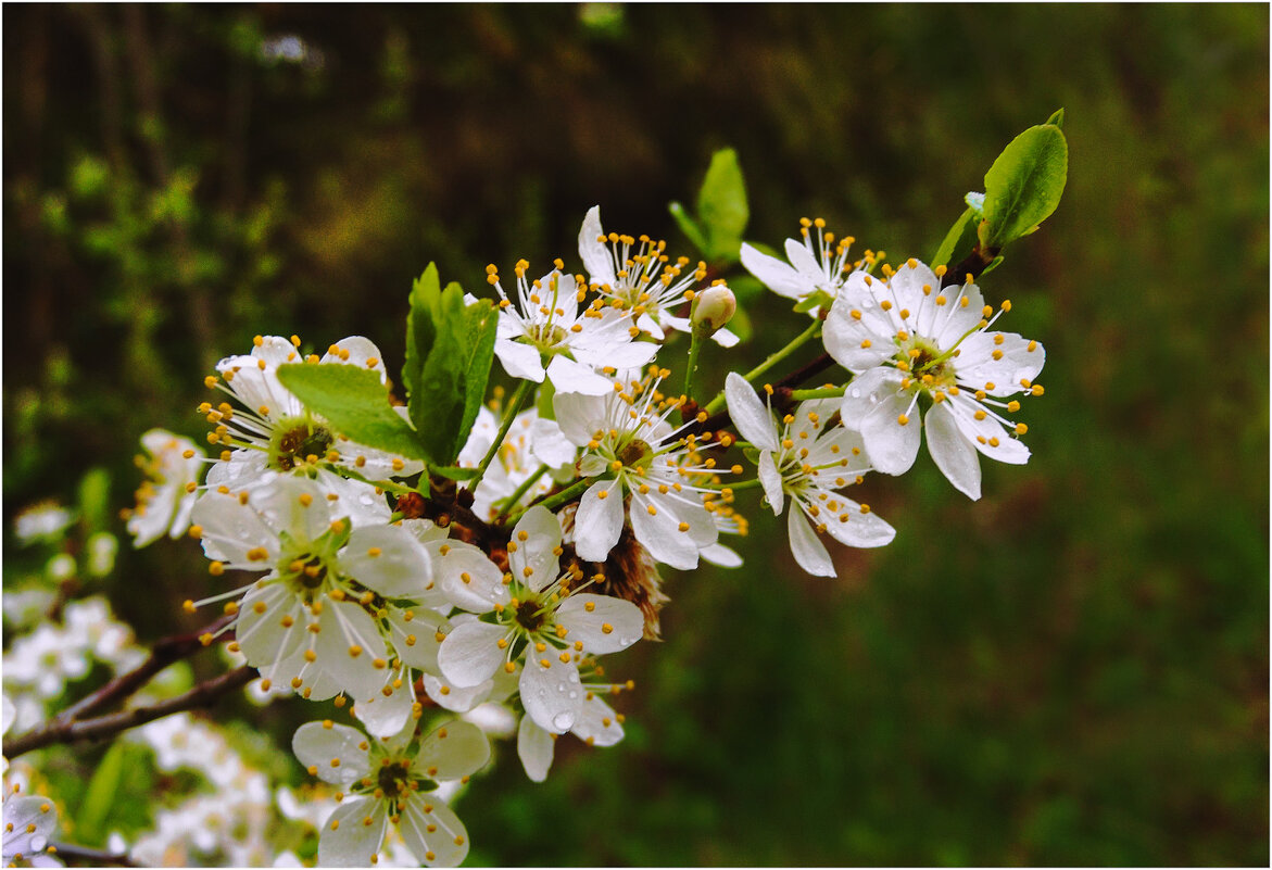 Цветение тёрна - Валентин Котляров Цветение тёрна - Валентин Котляров