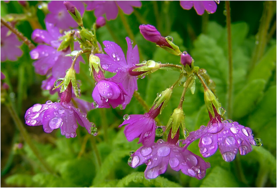 Майские дачные после дождичка - Валентин Котляров Майские дачные после дождичка - Валентин Котляров