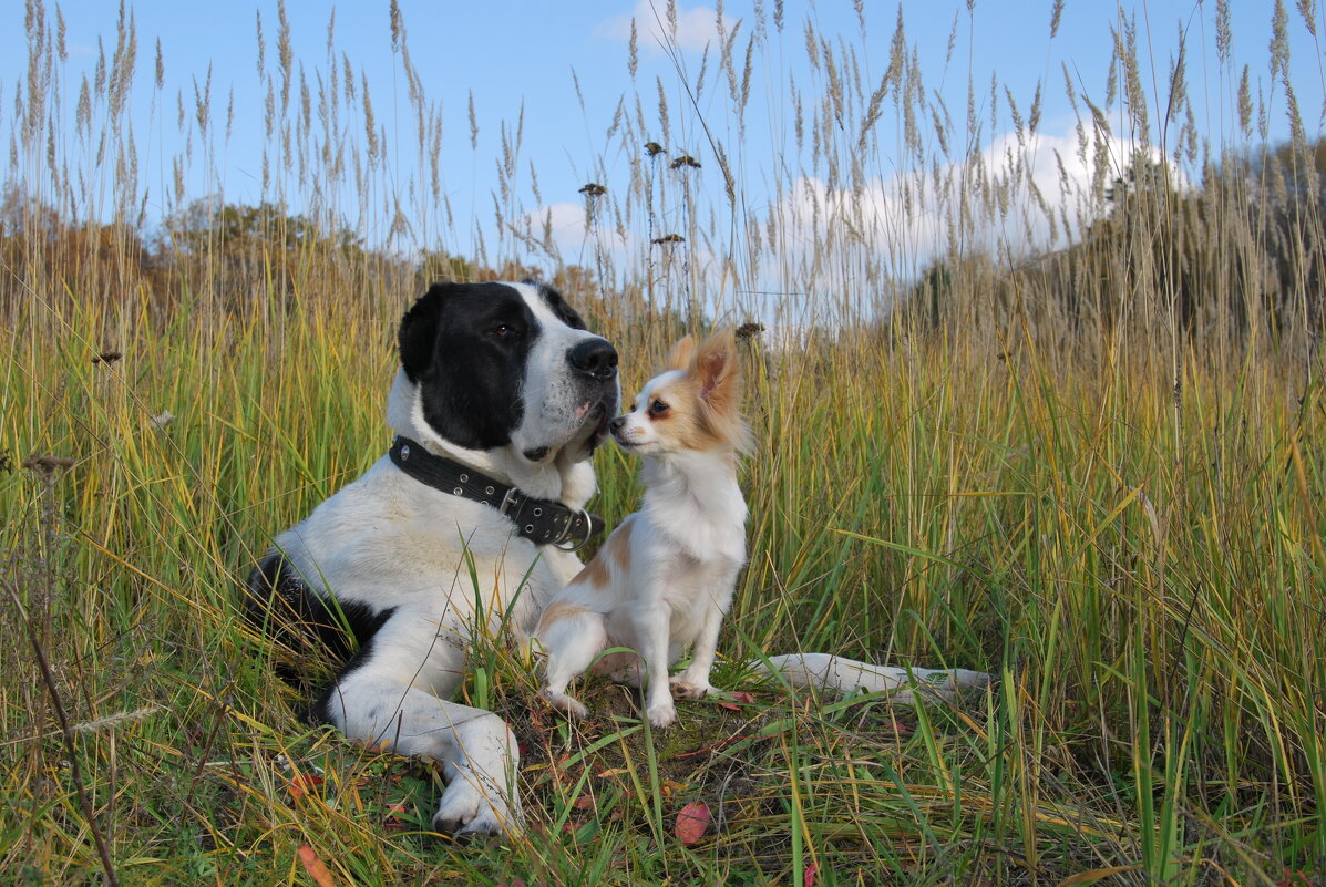 Подруги (размер не имеет значения) - Рудаков Сергей Подруги (размер не имеет значения) - Рудаков Сергей