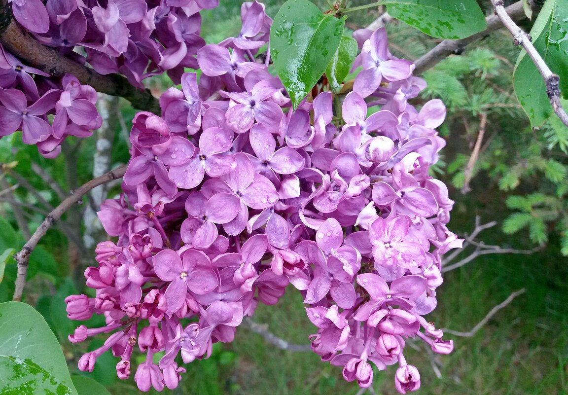 Гроздья сирени в каплях дождя - Galina Solovova Гроздья сирени в каплях дождя - Galina Solovova