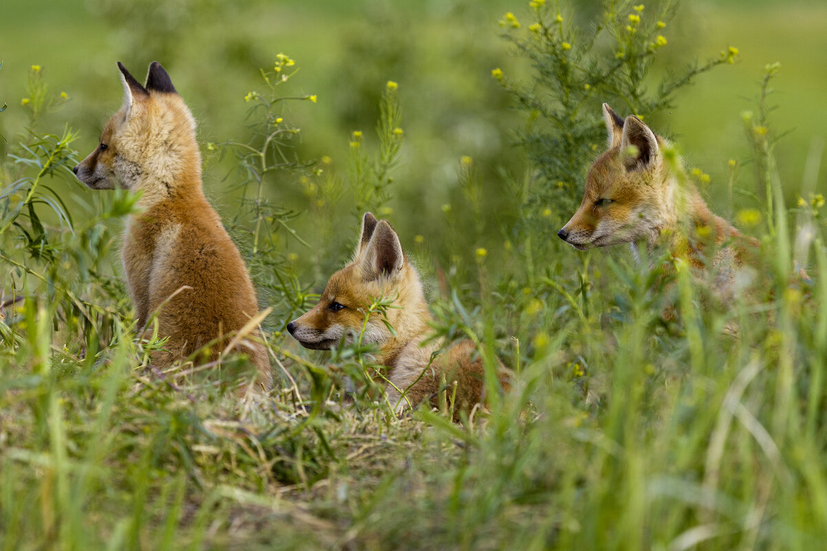 Томительное ожидание - Валерий Черняк Томительное ожидание - Валерий Черняк