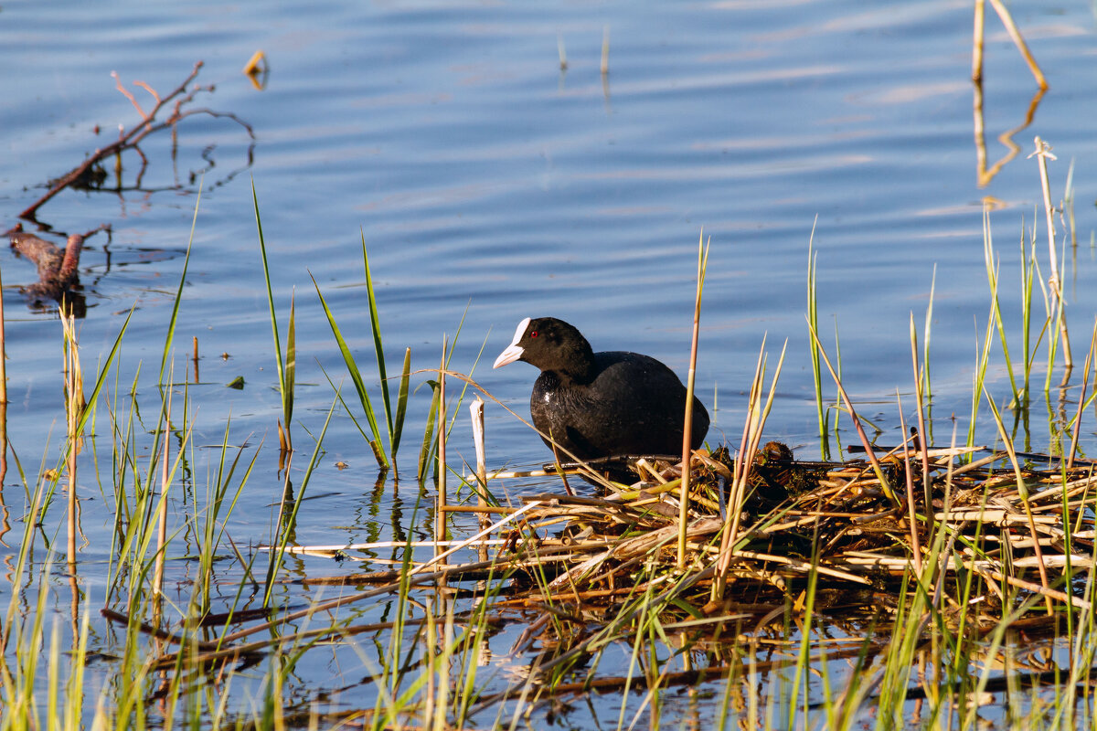 Лысуха. - Yuri Chudnovetz