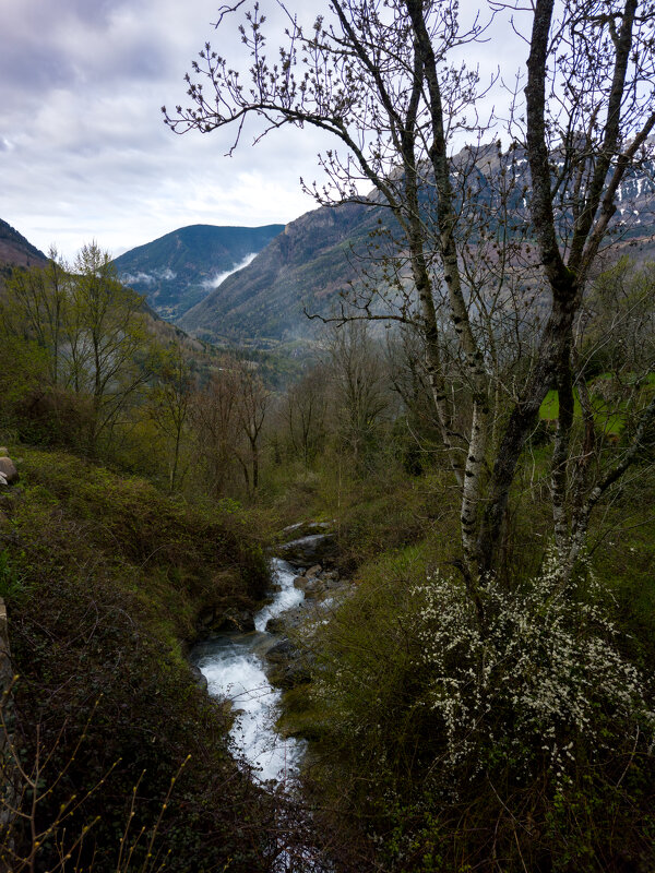Лес - Валерий Т