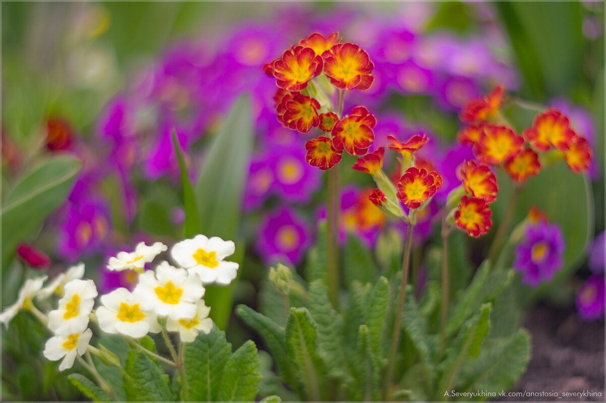 примула - Анастасия Северюхина