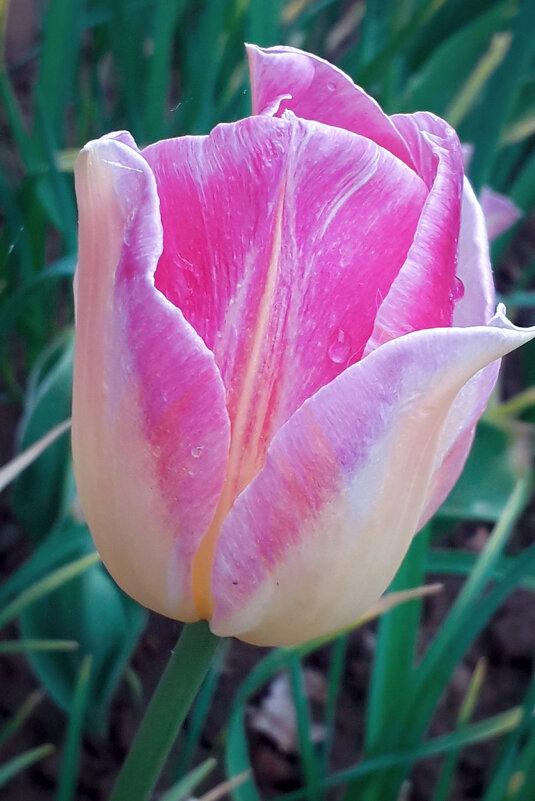 Тюльпан. - Светлана Кузнецова