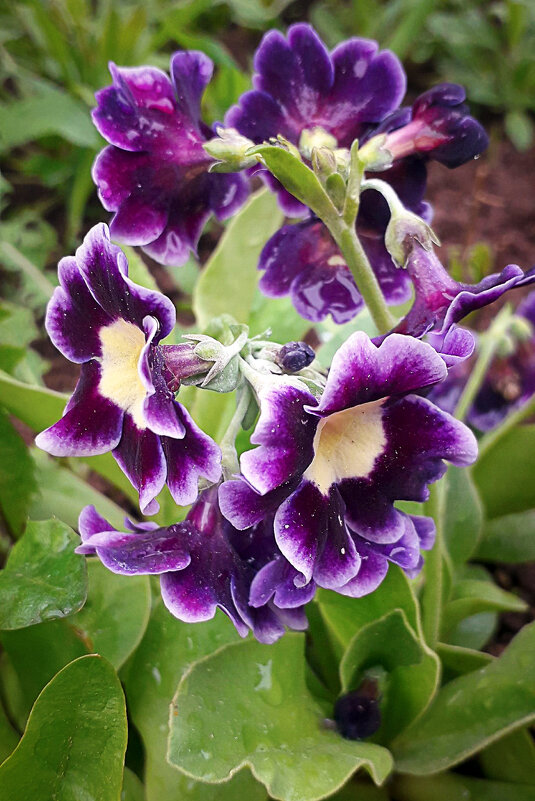 Примула. - Светлана Кузнецова