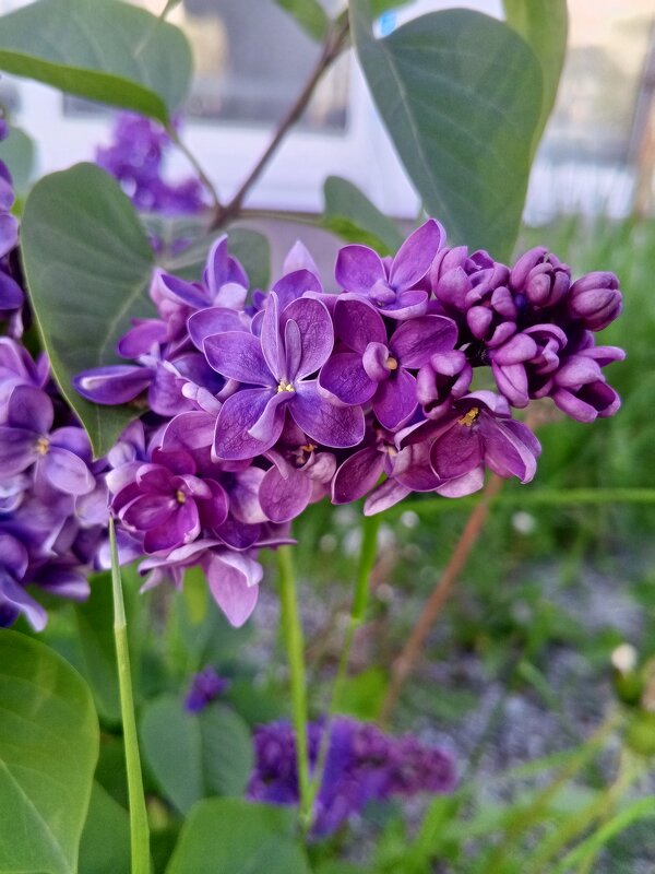 Сирень - Сапсан 