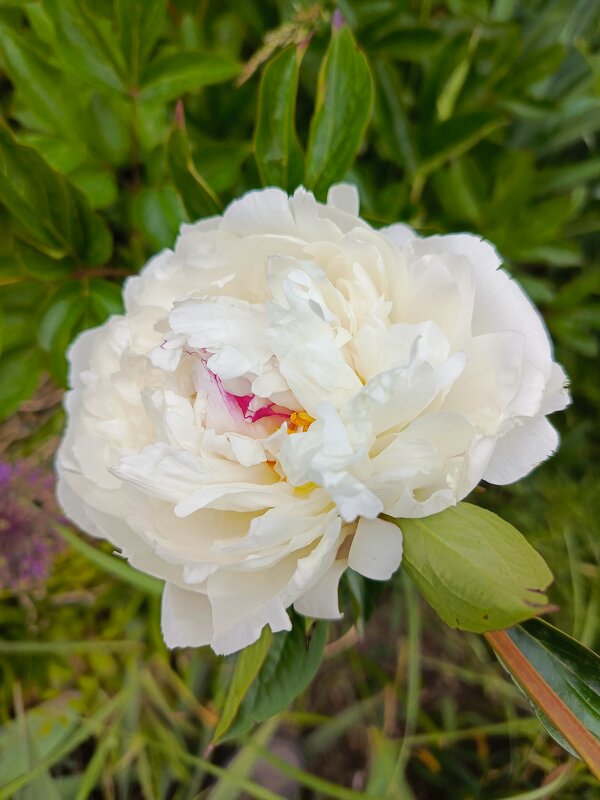 Белый пион - Татьяна Пальчикова