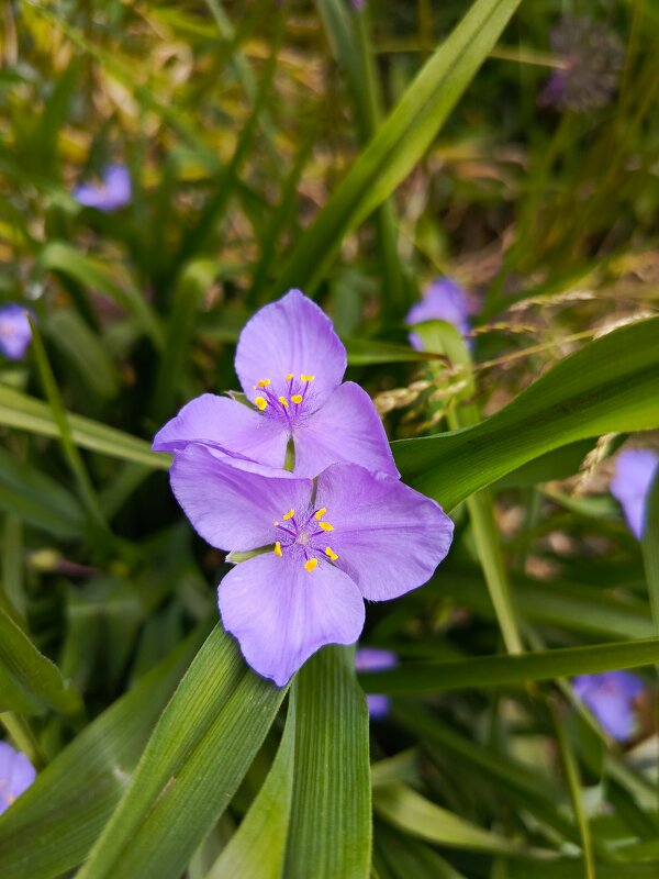 Традесканция - Татьяна Пальчикова