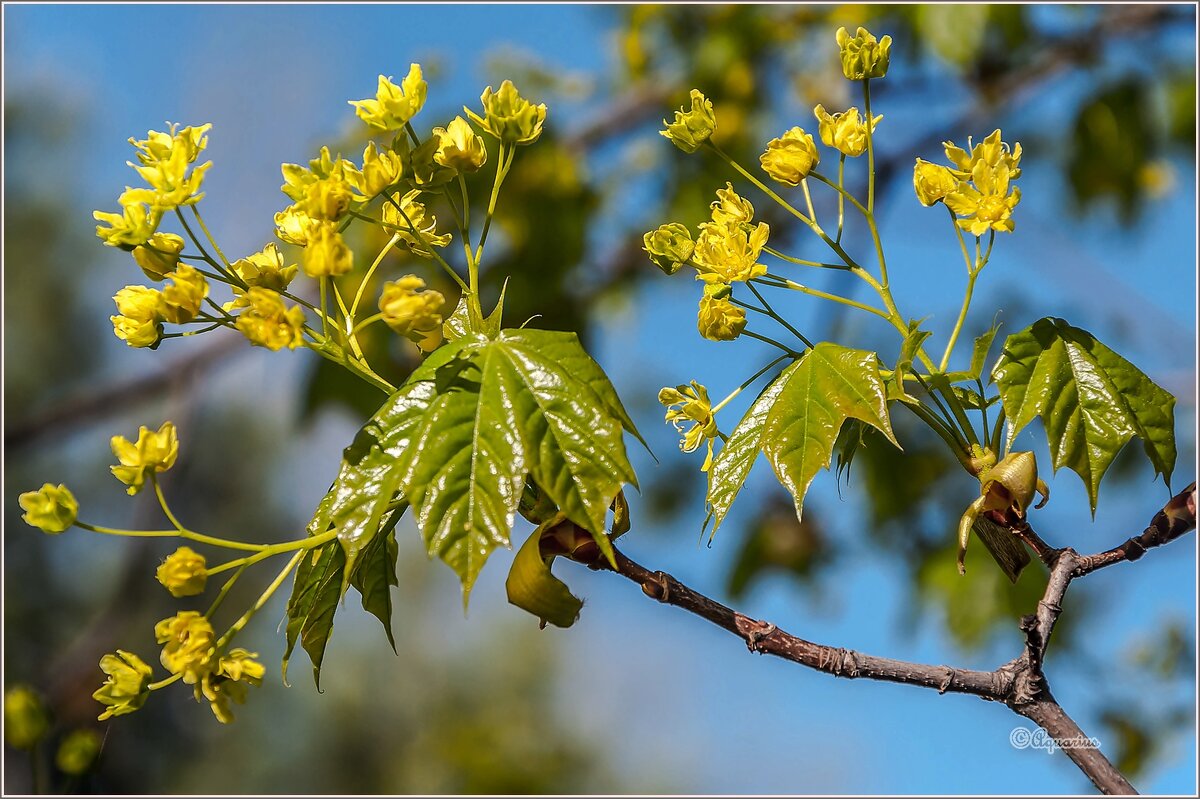 Май... - Aquarius - Сергей Май... - Aquarius - Сергей