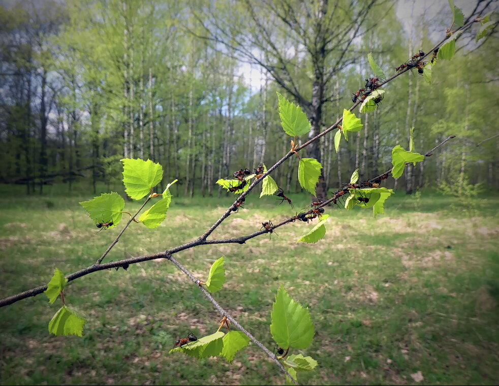 Майская прогулка... - Владимир Шошин Майская прогулка... - Владимир Шошин