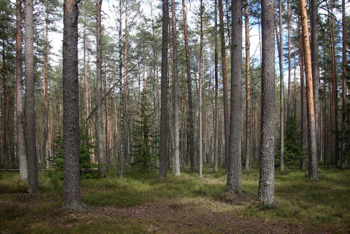 Комарово - Наталья Герасимова