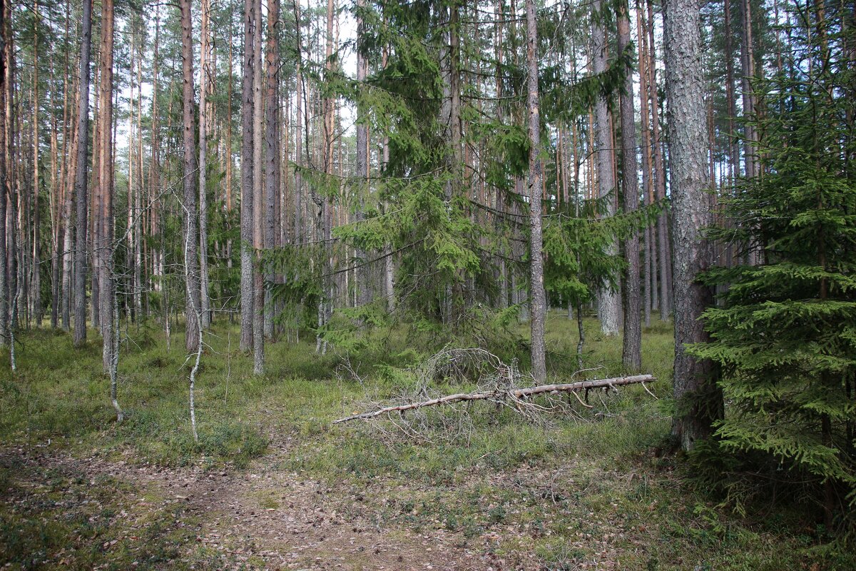 Комарово - Наталья Герасимова Комарово - Наталья Герасимова