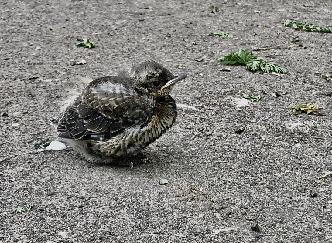 А этот выпал из гнезда… - Любовь А этот выпал из гнезда… - Любовь
