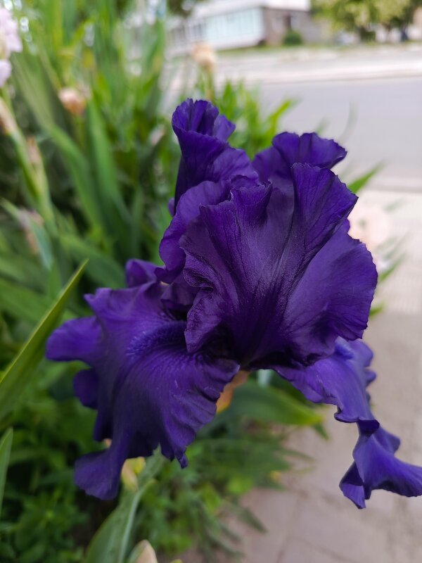 Фиолетовый - Татьяна Пальчикова Фиолетовый - Татьяна Пальчикова