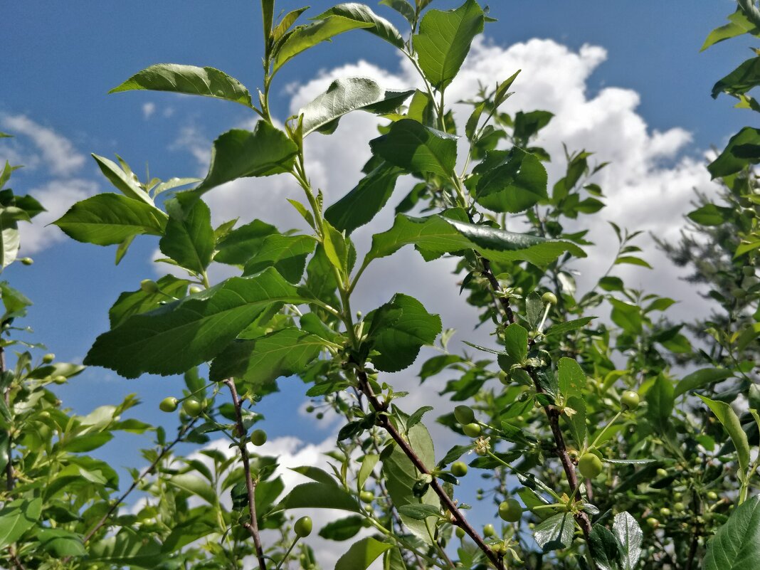 Вишнёвые облака. - Андрей Хлопонин