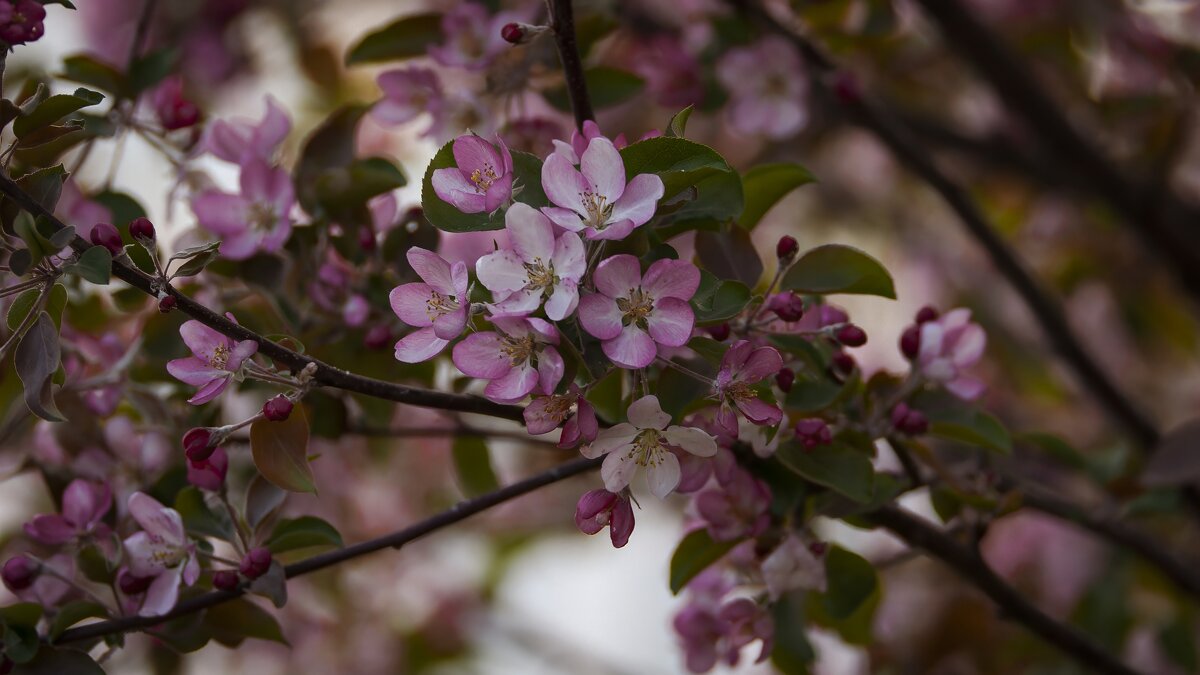 Яблоневый цвет. - Вадим Басов Яблоневый цвет. - Вадим Басов