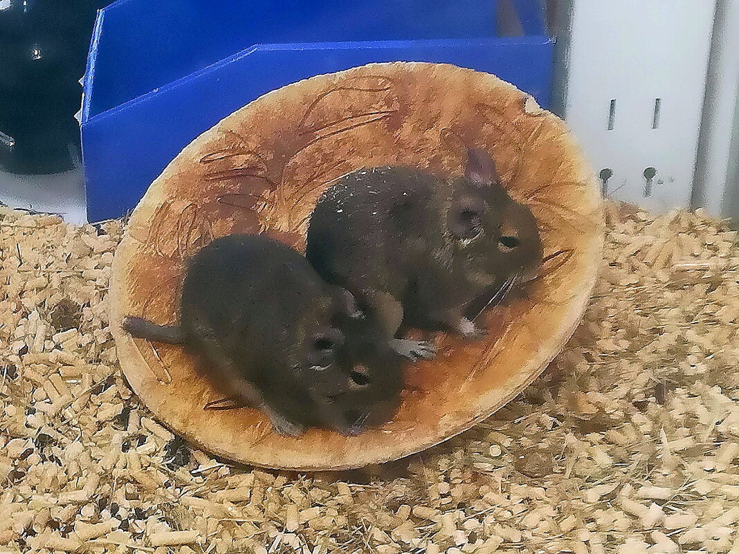 Дегу (чилийские белки) - Ольга Довженко Дегу (чилийские белки) - Ольга Довженко