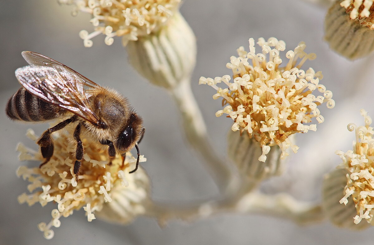 Пчела. - Оля Богданович Пчела. - Оля Богданович