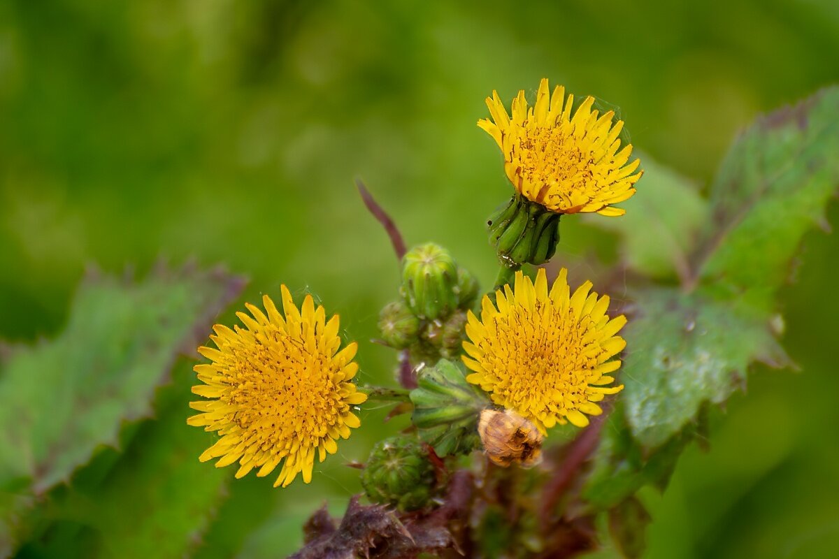 Осот полевой - Игорь Сикорский