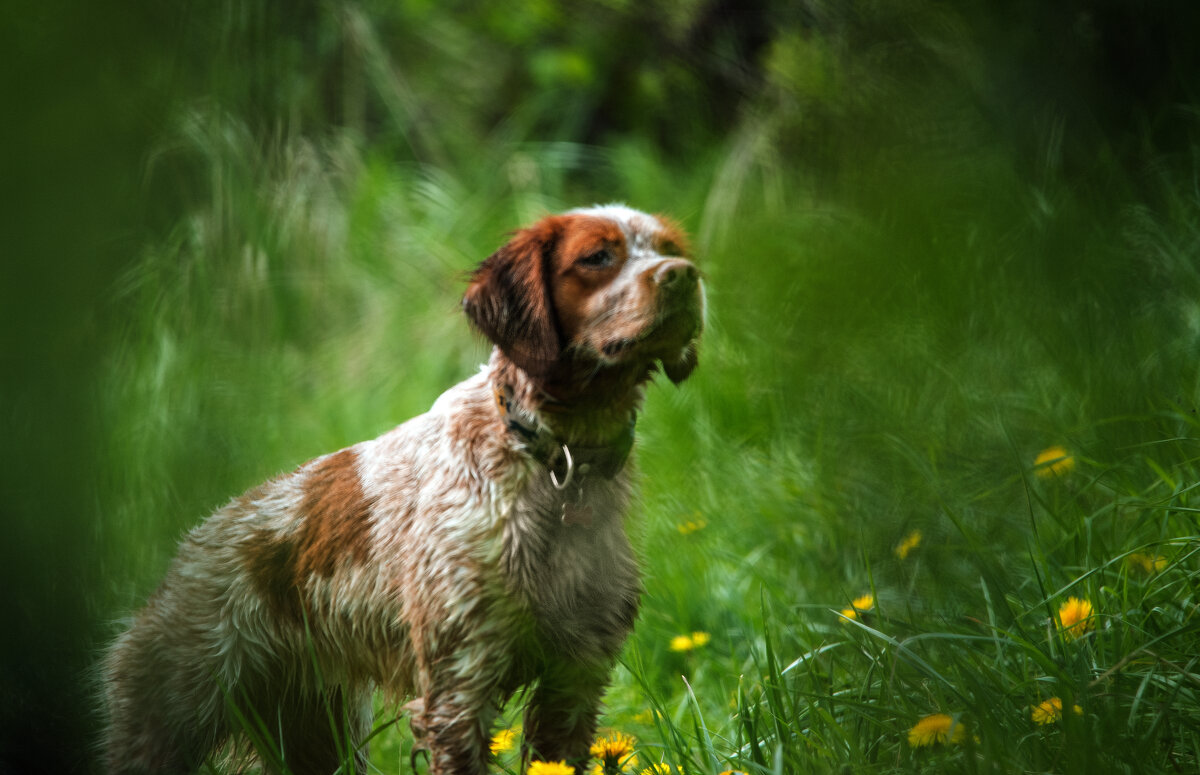 Охотник. - Владимир Безбородов Охотник. - Владимир Безбородов