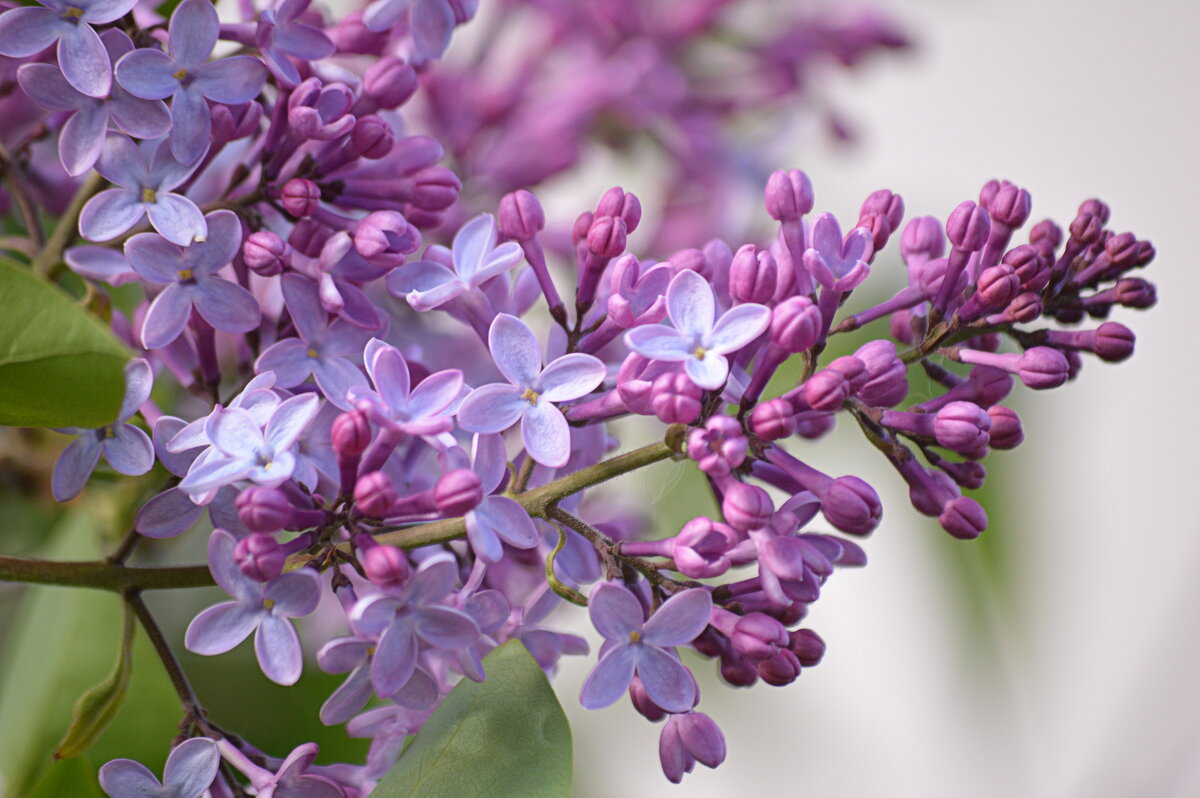 Сирень распускается - Татьяна Лютаева