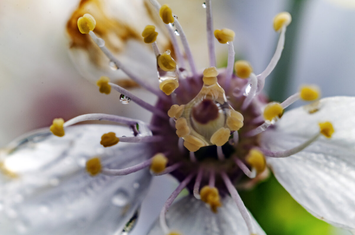 Вишня - Андрей Щетинин Вишня - Андрей Щетинин
