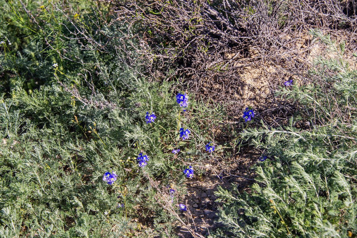 В степи - Анатолий Чикчирный