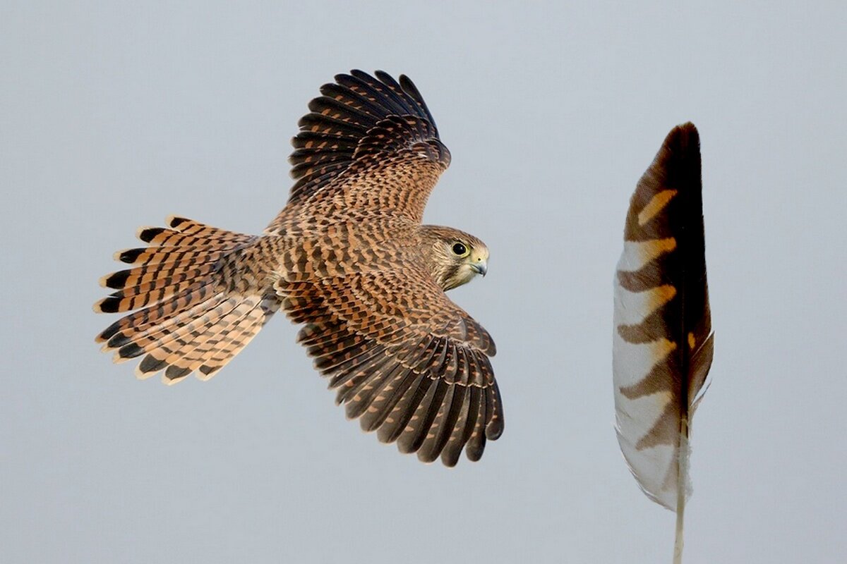 Ой , моё ... - Сеня Белгородский Ой , моё ... - Сеня Белгородский