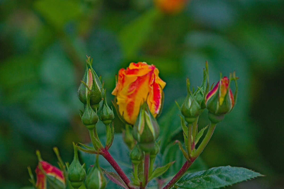 Бутоны - Giant Tao / Бутоны - Giant Tao /