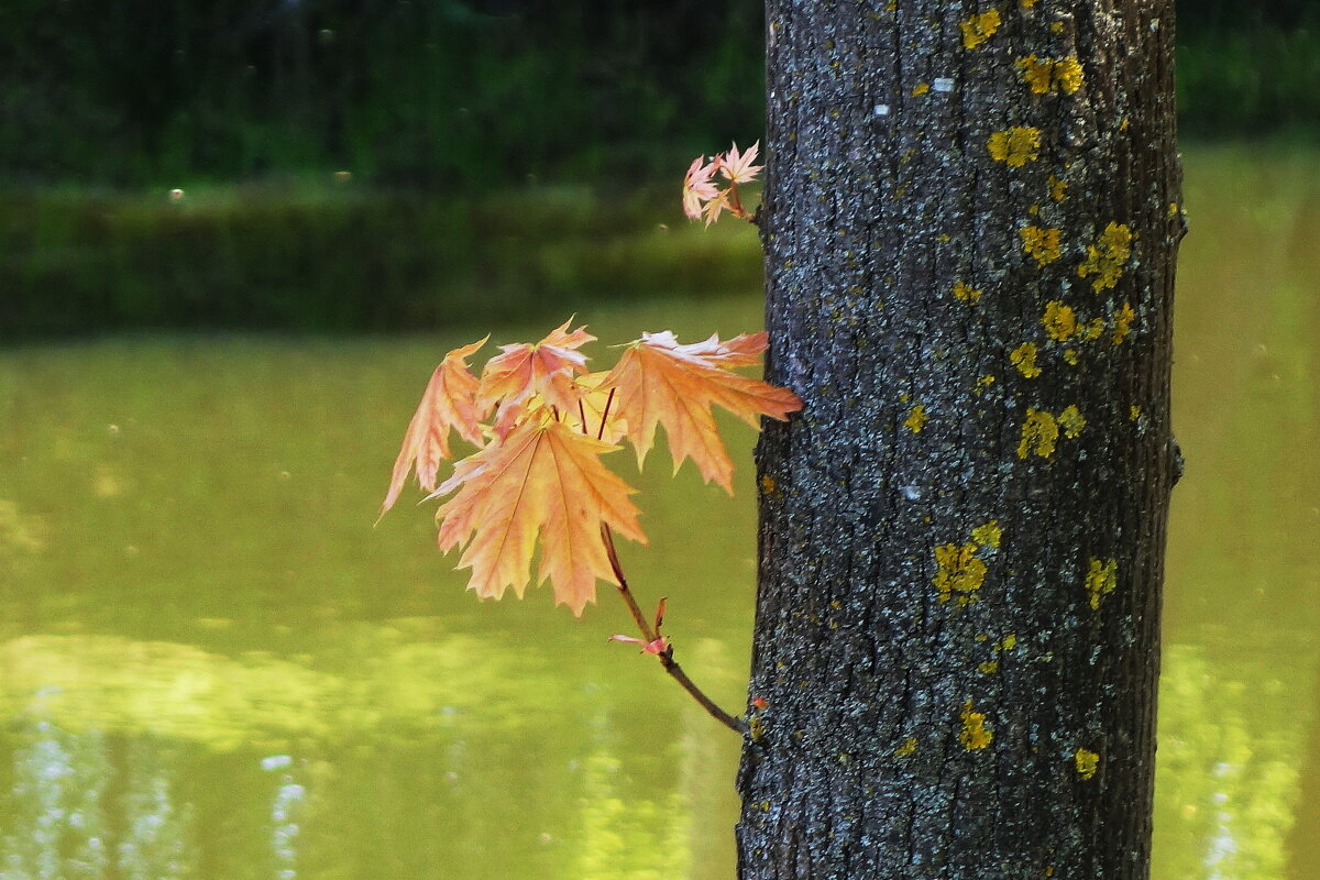 Ветка клена - Рита Симонова Ветка клена - Рита Симонова