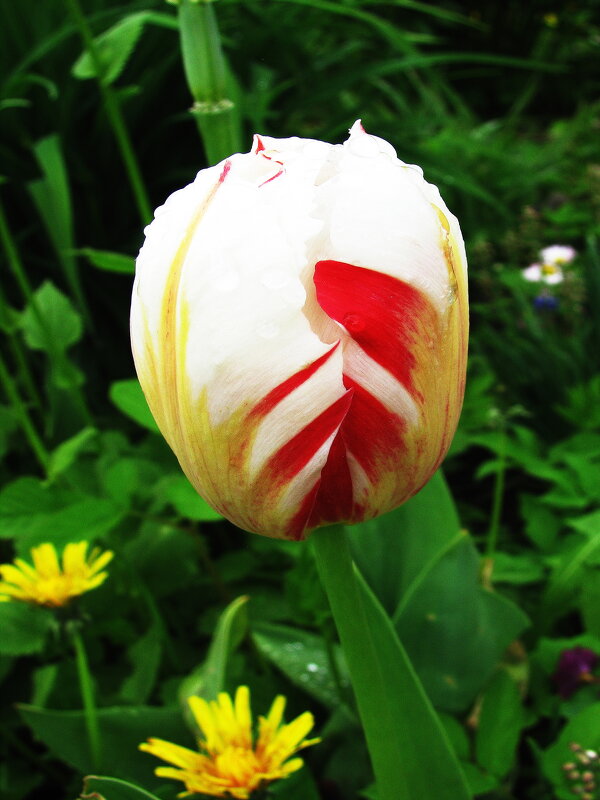 Нежный красавчик - Людмила Смородинская