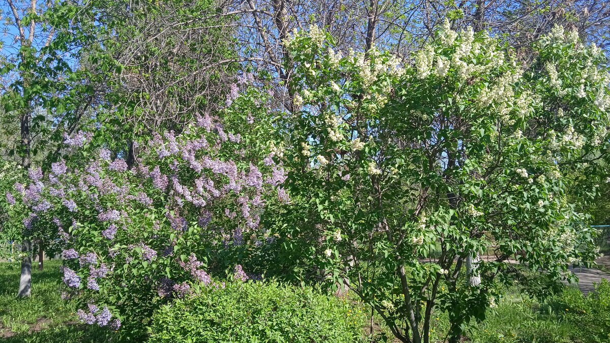 май - Елена Шаламова май - Елена Шаламова