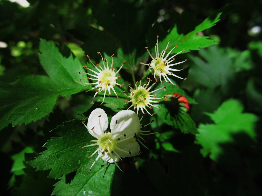 май - Елена Шаламова