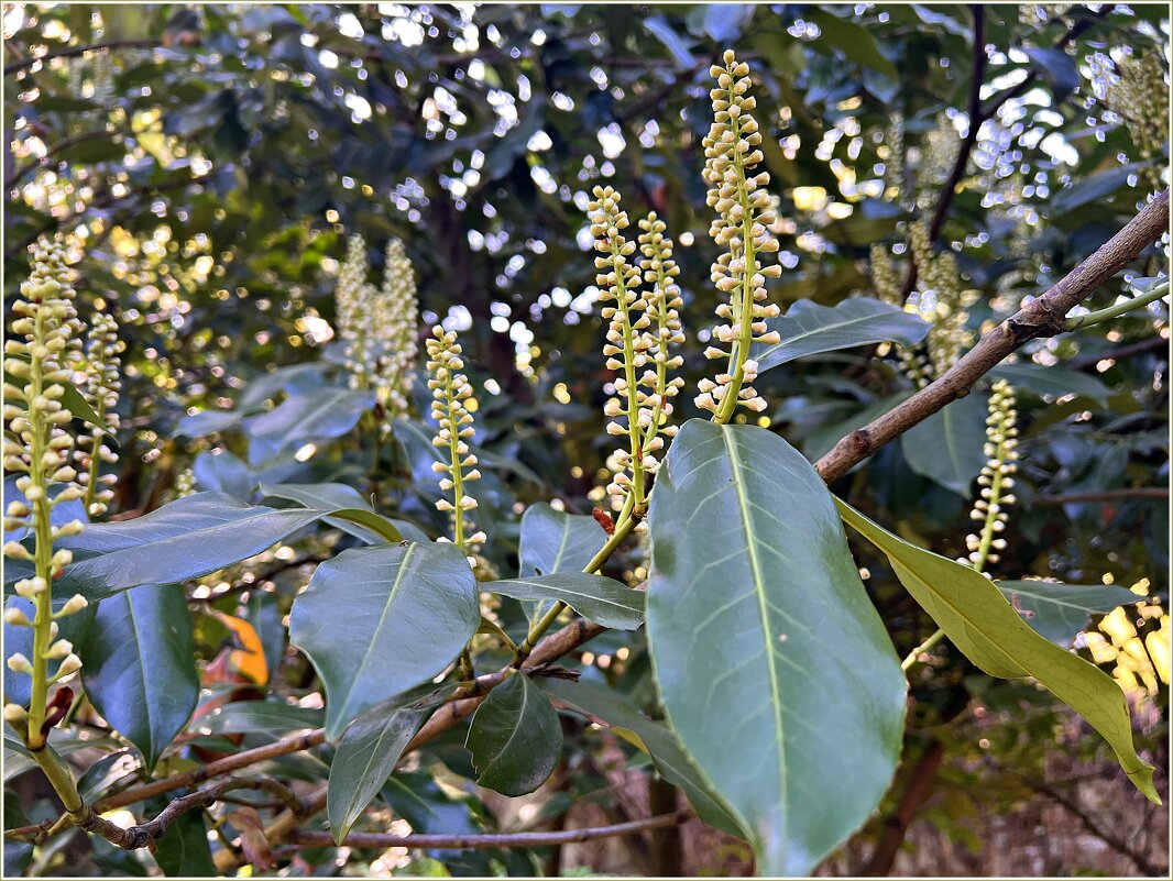 Бутоны лавровишни. - Валерия Комова Бутоны лавровишни. - Валерия Комова