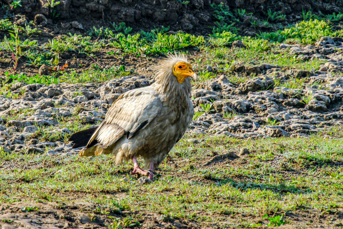 Стервятник - Георгий А Стервятник - Георгий А