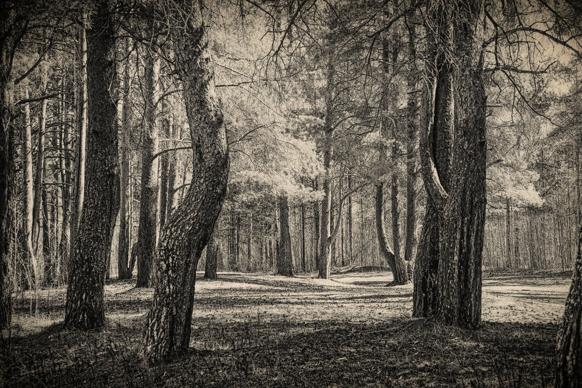 лес - александр 