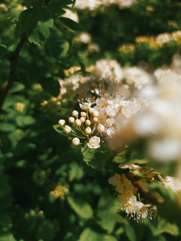 В цвету - Любовь Иванова