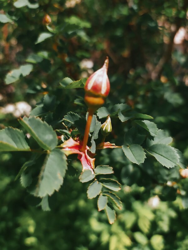 Весна - Любовь Иванова