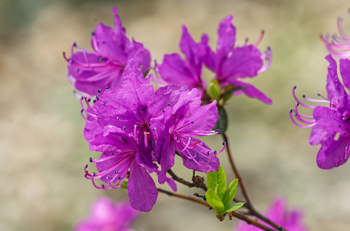 Цветущий май. - Виктор Иванович Чернюк Цветущий май. - Виктор Иванович Чернюк