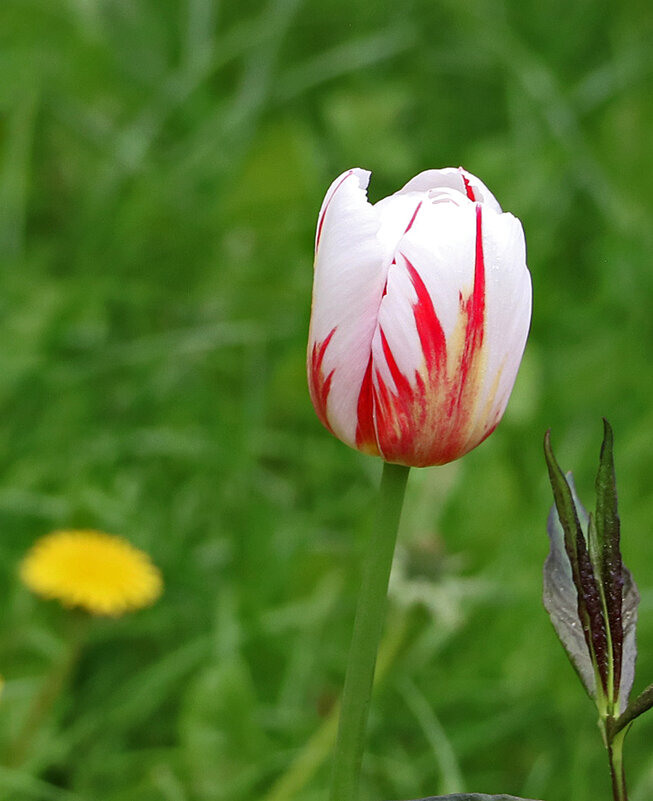 *** - Светлана 