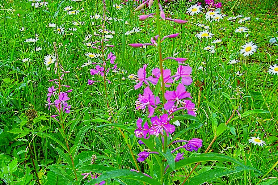 Лужайка. - Галина Кузьмина Лужайка. - Галина Кузьмина
