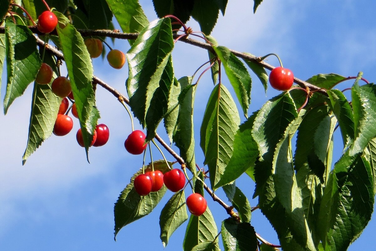 Спеет черешня - Татьяна Смоляниченко